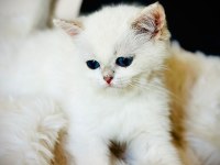 British shorthair ve longhair safkan yavrular