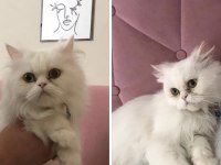 Chinchilla boncuk yeni yuvasını arıyor