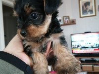 Yorkshire terrier 7 haftalık bebek