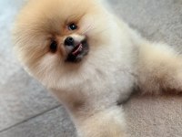 Üretim çiftliğinden efsane ayı surat pomeranian