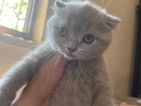 Antalya scottish fold 2 dişi kedimiz