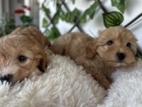 Maltipoo yavrusu köpeklerimiz