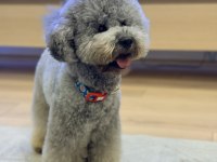 Gri Renk Dişi Poodle 2 Aylık