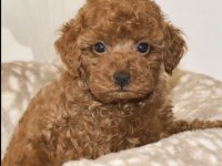 Toy Poodle Yavru