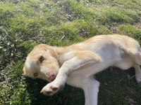 KÖPEĞİMİZ SOKAĞA ATILDI ACİL YUVA ARIYOR