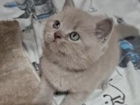 Küçük Minnak Kedilerim