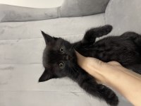 British shorthair 2 aylıklar