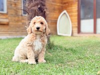 Dev gibi poodle yavrular