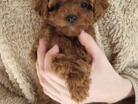 Sıcacık Bir Yuva Arayan Toy Poodle Bebekler