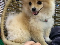 Pomeranian Lui evinizin neşesi olmaya geliyor