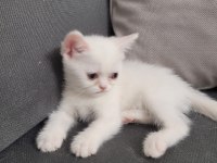 British shorthair 2 adet dişi