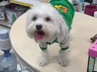 Ev Ortamına Uyumlu Dişi Maltese Terrier