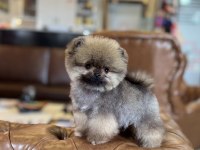 MİKRO TEA CUP ORANGE AYI SURAT POMERANİAN BOO