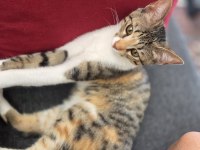 4 AYLIK KEDİMİZ YENİ EVİNİ ARIYOR