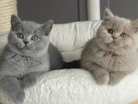 NADİR RENK FAWN LILAC BRITISH SHORTHAIR YAVRULARR