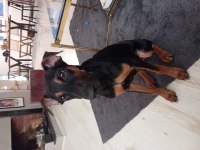 4 AYLIK ESTETİKLİ DOBERMAN