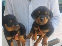 Safkan rottweiler bebekler köpek çiftliğinden
