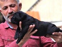Fcı-Kıf Secereli Safkan Cane Corso Yavrular