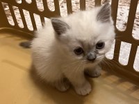 British shorthair ve longhair