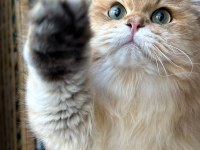 Erkek British Longhair 1 Yaşında