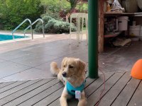 Eğitimli 1 yaşında küçük ırk köpeğimiz
