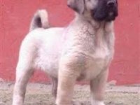 Sivas kangal yavrularımız sahiplendirilecektir