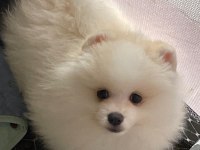 Show kalite pomeranian yavrular