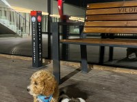 Maltipoo köpeği yavrumuz