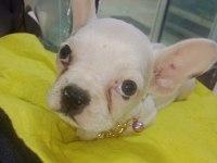 French Bulldog Köpeğimiz