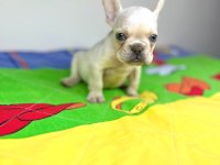 Irk garantili renkli gözlü french bulldog yavrular