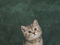British Shorthair Golden Tabby
