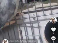 Turkuaz forpus papağanı çifti