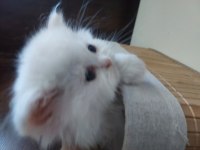 British longhair beyaz mavi gözlü bebekler
