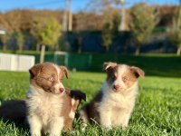 A Kalite Muhteşem Border Collie Yavruları 