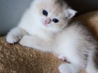 Lilac golden british shorthair dişi yavru
