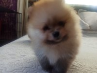 Ev Üretimi Pomeranian Boo