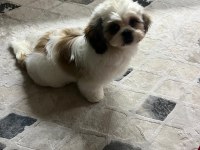 Shih tzu köpeği aşıları tam