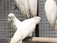 Resmi belgeli yavru ve çift damızlık ducorps kakadu
