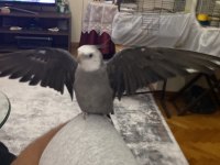 Konuşan Sultan Papağanı