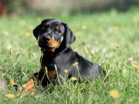 Avrupa king Doberman yavruları ruhsatlı çiftlikten