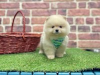 Safkan Pomeranian Boo Yavrularımız