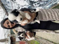 Sağlık Ve Irk Garantili Border Collie Yavrularım