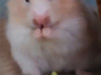 8 aylık sevimli uysal insana alışık hamster