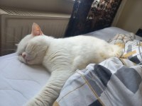 3 yaşında erkek odd eyes british shorthair