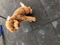 7 aylık poodle sahiplendirilecektir
