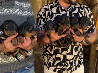 Dişi Erkek Rottweiler Yavrular