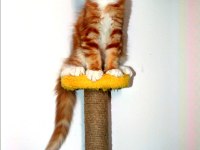Şampiyonlar torunu şampiyon adayı Maine Coon yavrular