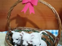 Yavru safkan dişi chihuahua