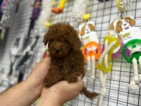 ÜNLÜ ÜRETİCİ KORE’DEN ANKARA’YA POODLE