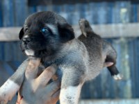 Kara boğa yavru köpekler için